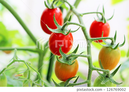 櫻桃番茄成熟紅色的特寫鏡頭 126769002