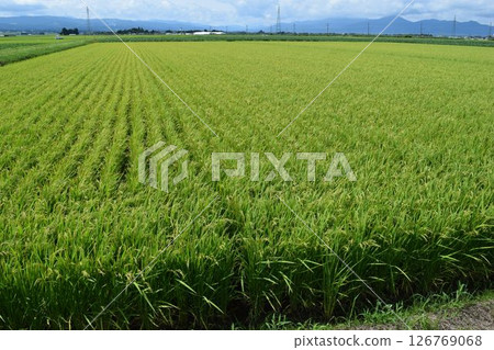Inaho Shonai rice that has begun to fertilize 126769068