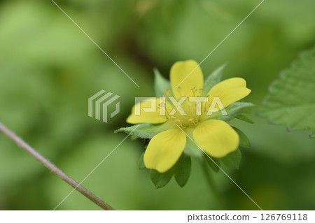 蛇草莓 126769118