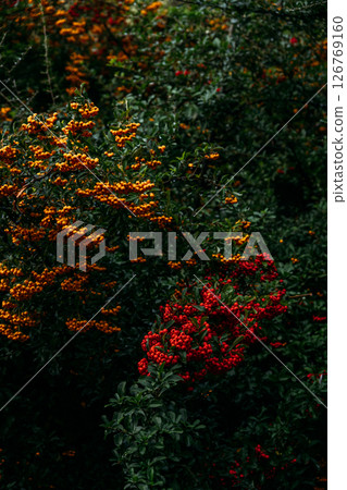 Pyracantha shrubs with vibrant orange and red berries in natural garden. Firethorn plant displaying bold seasonal colors and lush greenery. Pyracantha shrubs with vibrant orange and red berries in natural garden. Firethorn plant displaying bold seasonal colors and lush greenery. 126769160