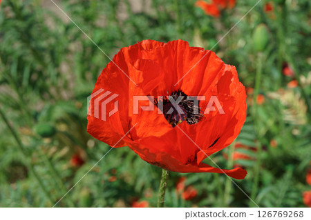 Red poppy, papaver flower blossom on wild field or meadow, green grass. Nature, floral background 126769268