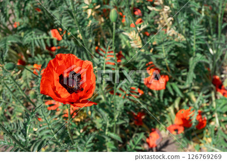 Red poppies, papaver flowers blossom on wild field, meadow in green grass. Nature, floral background Red poppies, papaver flowers blossom on wild field, meadow in green grass. Nature, floral background 126769269