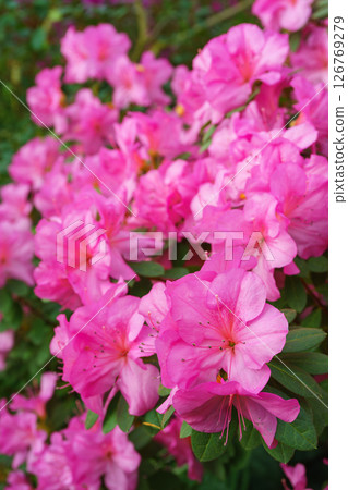 Blooming pink japan Azalea Ericaceae bush, Geisha Purple, rhododendron flower macro, background 126769279