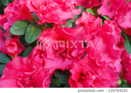 Blooming pink japan Azalea Ericaceae flowers, rhododendron flower macro, background 126769281