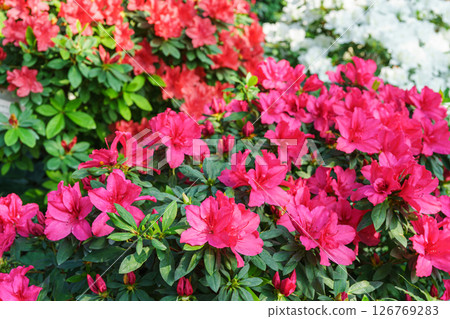 Red japan Azalea Ericaceae bush in full bloom, rhododendron flower macro, close up background Red japan Azalea Ericaceae bush in full bloom, rhododendron flower macro, close up background 126769283