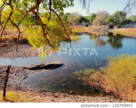 Crocodiles in Hippo Pool, Maun, Botswana 126769401