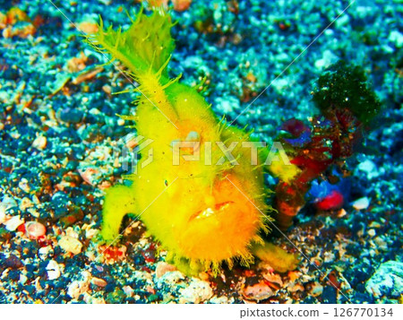 Yellow frogfish, Izu Oshima 126770134