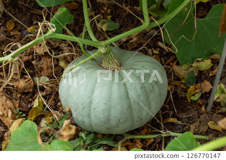 Green pumpkin growing in garden 126770147
