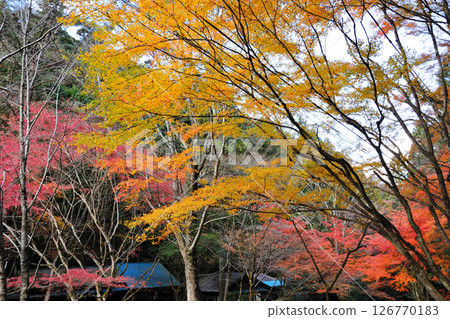 Autumn leaves of Kuragari Valley Autumn leaves of Kuragari Valley 126770183