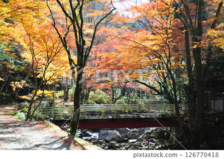 Autumn leaves of Kuragari Valley 126770418
