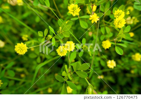 Kusudama Tskkusa 126770475