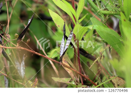 Black pods of vetch Black pods of vetch 126770496