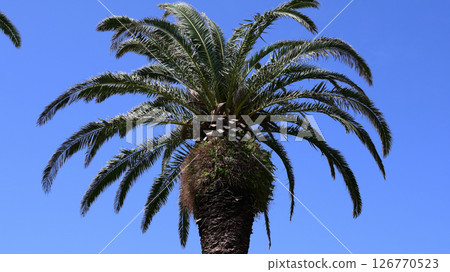 Palm tree Palm tree 126770523