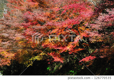 Autumn leaves of Kuragari Valley 126770535