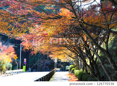 Autumn leaves of Kuragari Valley 126770536