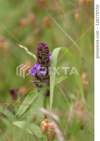 Prunella vulgaris, which blooms purple flowers in early summer Prunella vulgaris, which blooms purple flowers in early summer 126770550