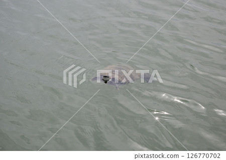 密西西比池滑塊 126770702