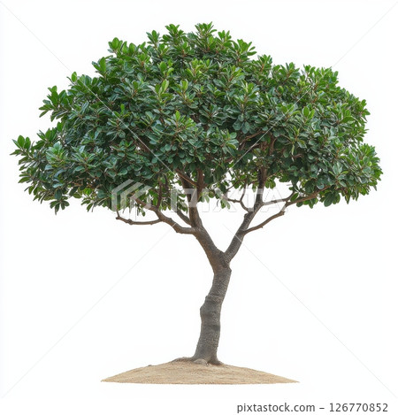 Symmetrically Growing Tree with Narrow Leaves and Abundant Foliage 126770852