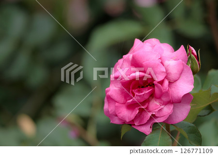 治愈許多人心中的七彩玫瑰 126771109