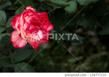 治愈許多人心中的七彩玫瑰 126771133