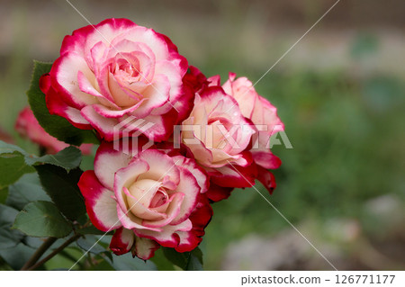 Colorful roses that heal the hearts of many people 126771177