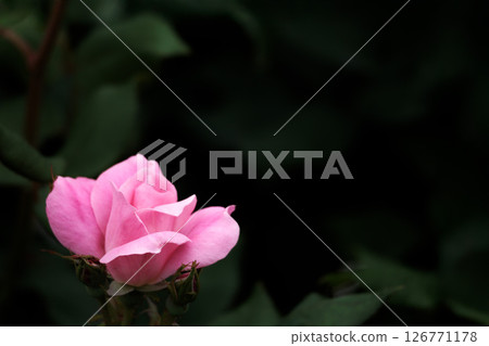 Colorful roses that heal the hearts of many people 126771178