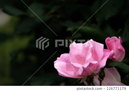 治愈許多人心中的七彩玫瑰 126771179