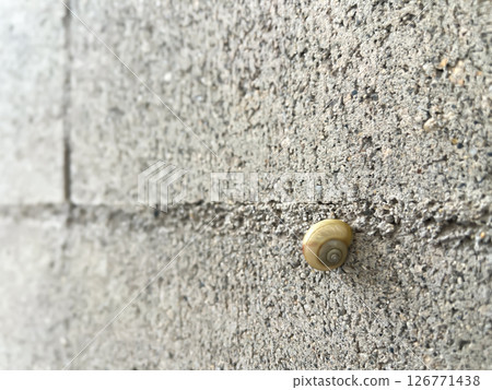 A quiet moment of life crawling on the asphalt, snail, horizontal 126771438