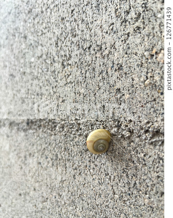 生命在瀝青上爬行的寧靜時刻：蝸牛，垂直 126771439