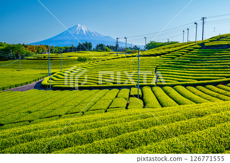 天滿茶園和富士山 126771555