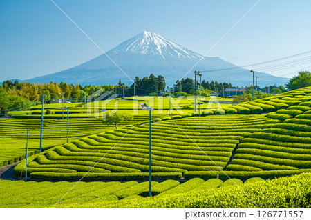 Tenma tea fields and Mount Fuji Tenma tea fields and Mount Fuji 126771557