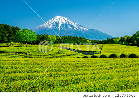 從小淵笹羽眺望的茶園與富士山 從小淵笹羽眺望的茶園與富士山 126771562
