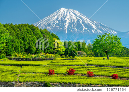 小步佐佐木的富士山、茶園和杜鵑花 126771564