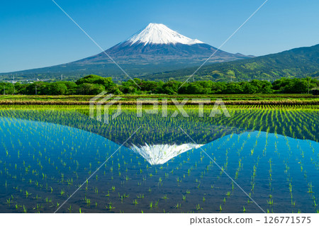 從富士市看到的稻田上的倒富士 從富士市看到的稻田上的倒富士 126771575