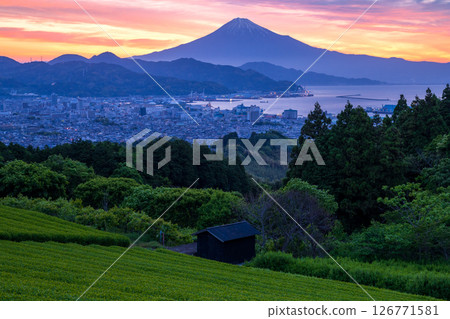 Morning view of tea fields and Mt. Fuji from Nihon-daira 126771581