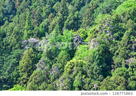 桃花之鄉東秩父村新綠與紫藤花盛開的季節 桃花之鄉東秩父村新綠與紫藤花盛開的季節 126771663