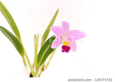 Mini Cattleya Pink Flower Sakura Candy Light Background Mini Cattleya Pink Flower Sakura Candy Light Background 126771732