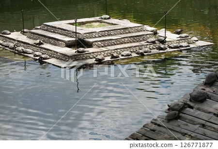 Shitennoji Temple, the head temple of the Japanese sect: Turtles sunbathing in the "Turtle Pond" on the temple grounds 126771877