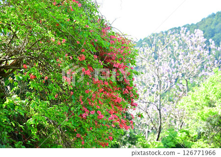 Bright red azaleas that stand out among the fresh greenery in Higashichichibu Village, the home of Hanamomo Bright red azaleas that stand out among the fresh greenery in Higashichichibu Village, the home of Hanamomo 126771966