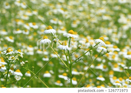 Chamomile flowers 126771973