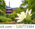 Three-story pagoda and lotus flowers at Mimuroto Temple (Uji, Kyoto Prefecture) 126771984