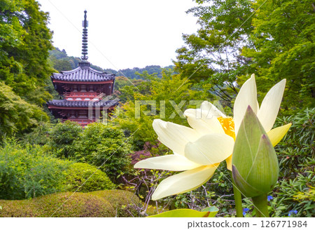 Three-story pagoda and lotus flowers at Mimuroto Temple (Uji, Kyoto Prefecture) 126771984