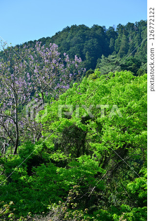 The season of fresh greenery: the village of flowering peaches, Higashichichibu Village The season of fresh greenery: the village of flowering peaches, Higashichichibu Village 126772122