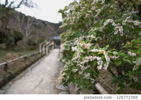 A famous sight on the approach to Joruriji Temple: early spring Ashibi (Kamo Town, Kizugawa City, Kyoto Prefecture) A famous sight on the approach to Joruriji Temple: early spring Ashibi (Kamo Town, Kizugawa City, Kyoto Prefecture) 126772308
