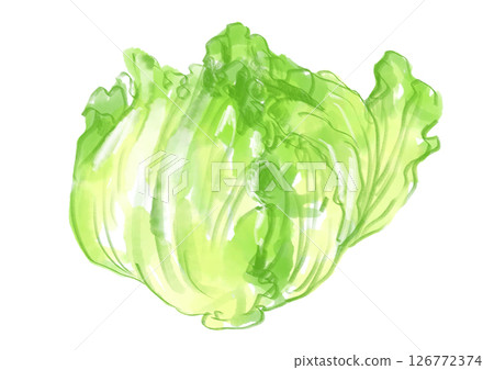 Freshly picked and delicious looking lettuce, hand-drawn watercolor illustration Freshly picked and delicious looking lettuce, hand-drawn watercolor illustration 126772374