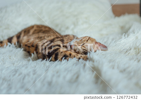 Bengal kitty cat laying on the white fury blanket Bengal kitty cat laying on the white fury blanket 126772432
