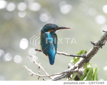 Kingfisher 126772485