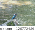 翠鳥 126772489