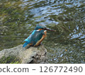 翠鳥 126772490