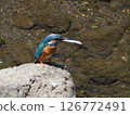 翠鳥 126772491